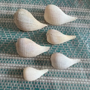 Lot/6 Paper Fig Seashells