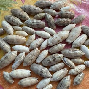 May include: A collection of numerous small, elongated sea shells scattered across the frame. The shells are primarily white, cream, and light brown, featuring various mottled, striped, and speckled patterns in shades of tan and dark brown.