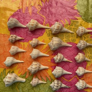 Lot/20 Lightning Welk Seashells