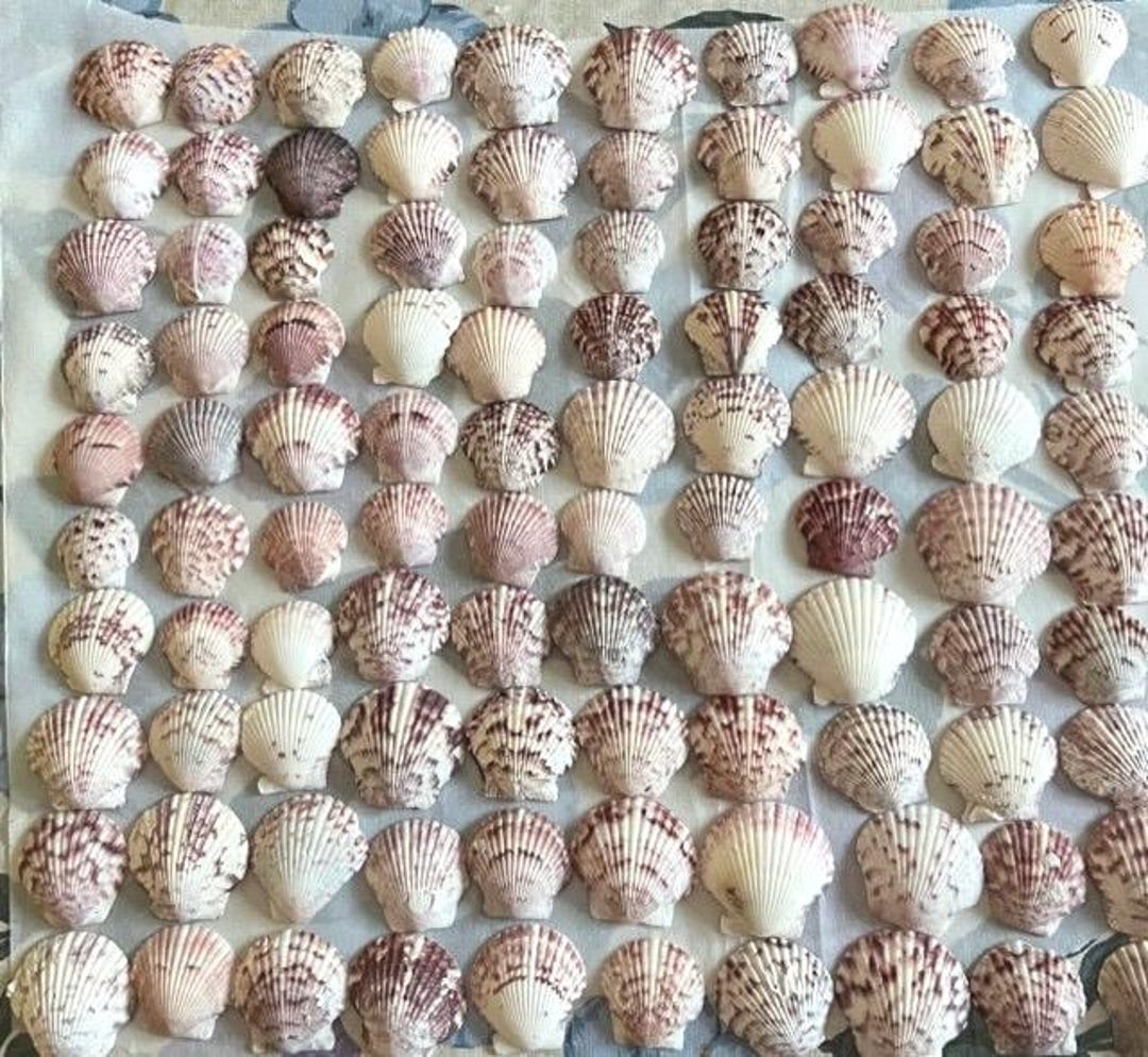 Lot/100 Calico Scallop Sea Shells 1