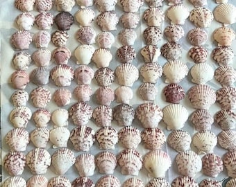 Lote de 100 conchas marinas de vieira calicó de 1" a 1,5"