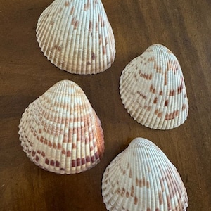 Lot/4 Large Atlantic Cockle Seashells