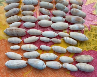 Lote/50 Conchas de Oliva Sin Pulir