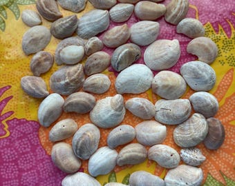 Lote/100 Conchas de Caracol Zapatilla