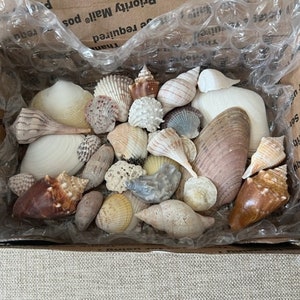 Box of 30 Assorted Seashells