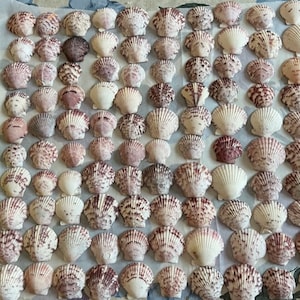 Lot/100 Calico Scallop Sea Shells 1&quot;-1.5&quot;