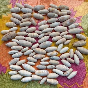 May include: A collection of small, oblong seashells in varying sizes and shades of white, beige, and tan. The shells are scattered on a colorful floral patterned surface with pink, orange, and green hues. The shells have a smooth, polished appearance.