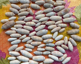 Lote/100 Surtidos de Conchas de Oliva Sin Pulir