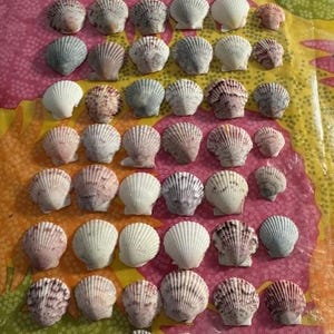 Lot/50 Calico Small Scallop Sea Shells 1" or less