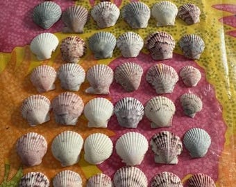 Lote de 50 conchas marinas pequeñas de vieira calicó de 1 pulgada o menos