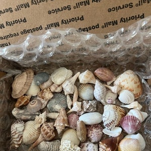 Box of 50 Assorted Seashells