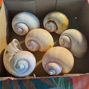 Lot/6 Large Moon Snails