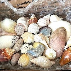 Box of 30 Assorted Seashells