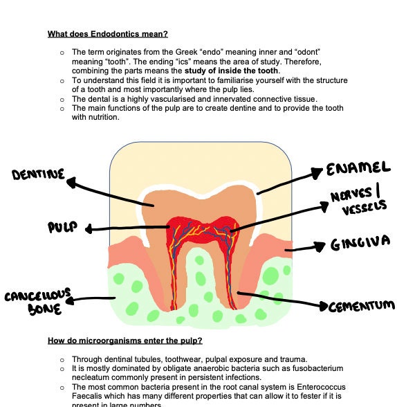 Introduction to Endodontics Notes Etsy