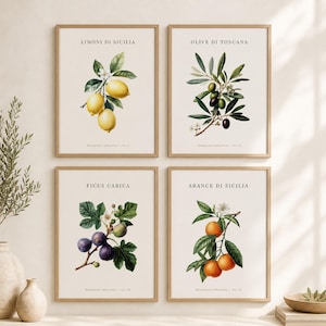 Botanical Wall Art Print Set of 4 | Mediterranean Lemon Olive Fig Orange | Kitchen Dining Room Decor | Boho Digital Download