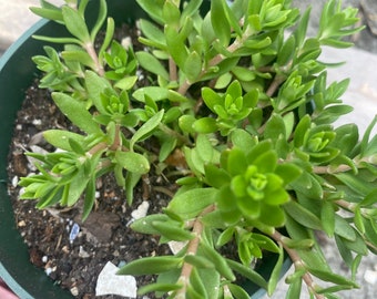 Stringy stonecrop LIVE plant- succulent- LOW MAINTENANCE