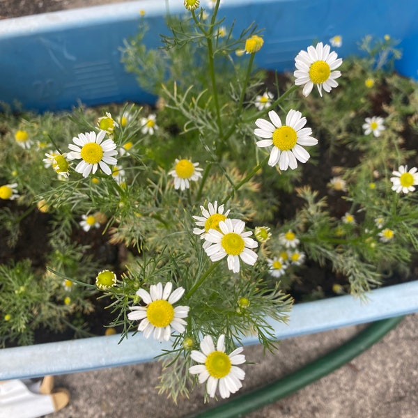 German Chamomile Live Plant- Organic