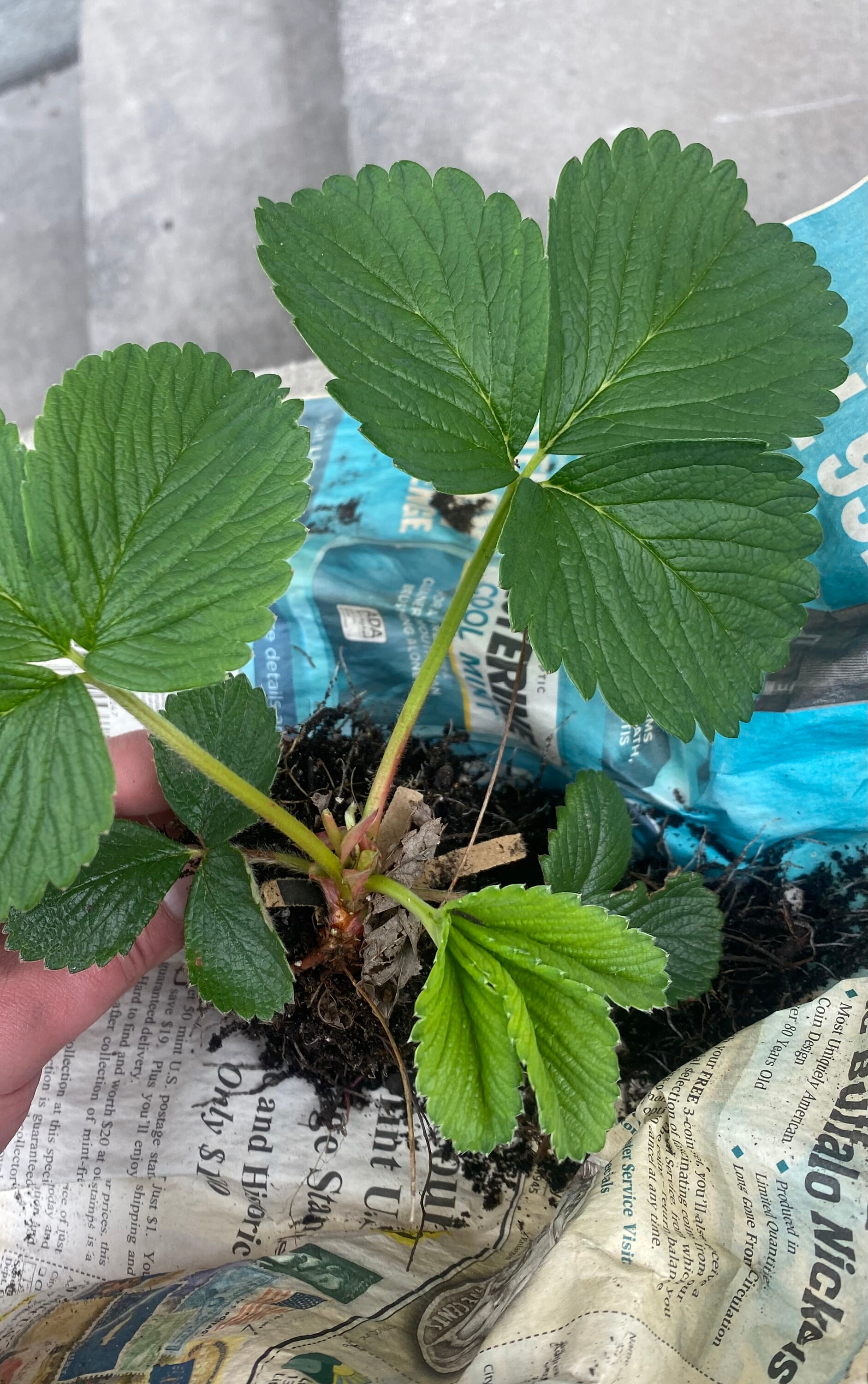 Quinault Strawberries Organic Live Plants Etsy