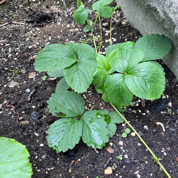 White Carolina Strawberries (pineberries)- Live white strawberry plants- Organic