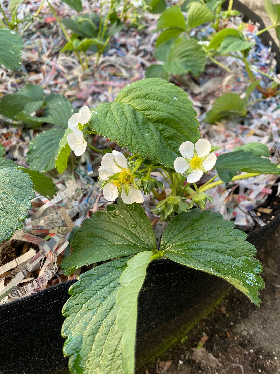 Quinault Strawberries Organic Live Plants Etsy