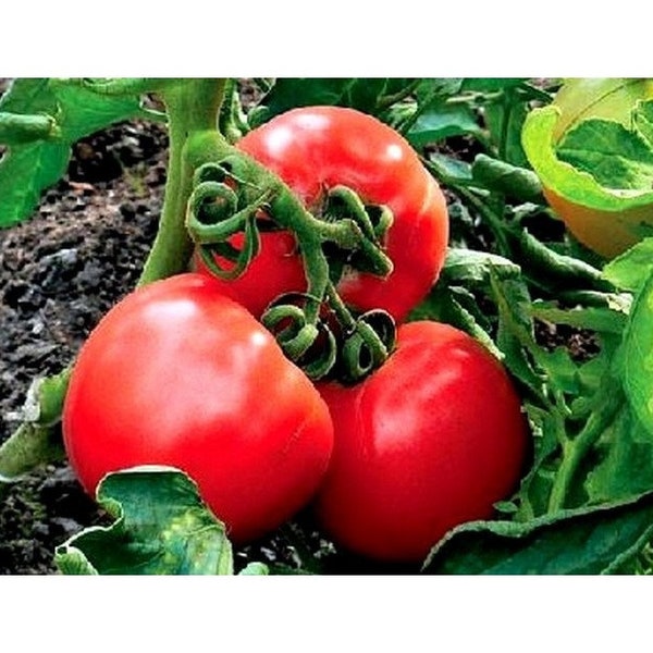 Griechische Tomatensamen Rund (Ntomata Stroggylh) Sehr wohlriechend Traditionelle Saftig! - 0,5 Gramm Päckchen (Solanum lycopersicum)