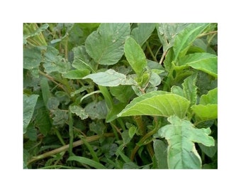 Griechische Amaranthus Samen (Vlita) Der berühmte Grüne Sommer! - 1 Gramm Päckchen (Amaranthus blitum)