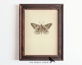 Dark Moody Moth Illustration Art Print | Dark Academia Wall Art | Vintage Art Prints | Printable Digital Download | Cottagecore | AR8706