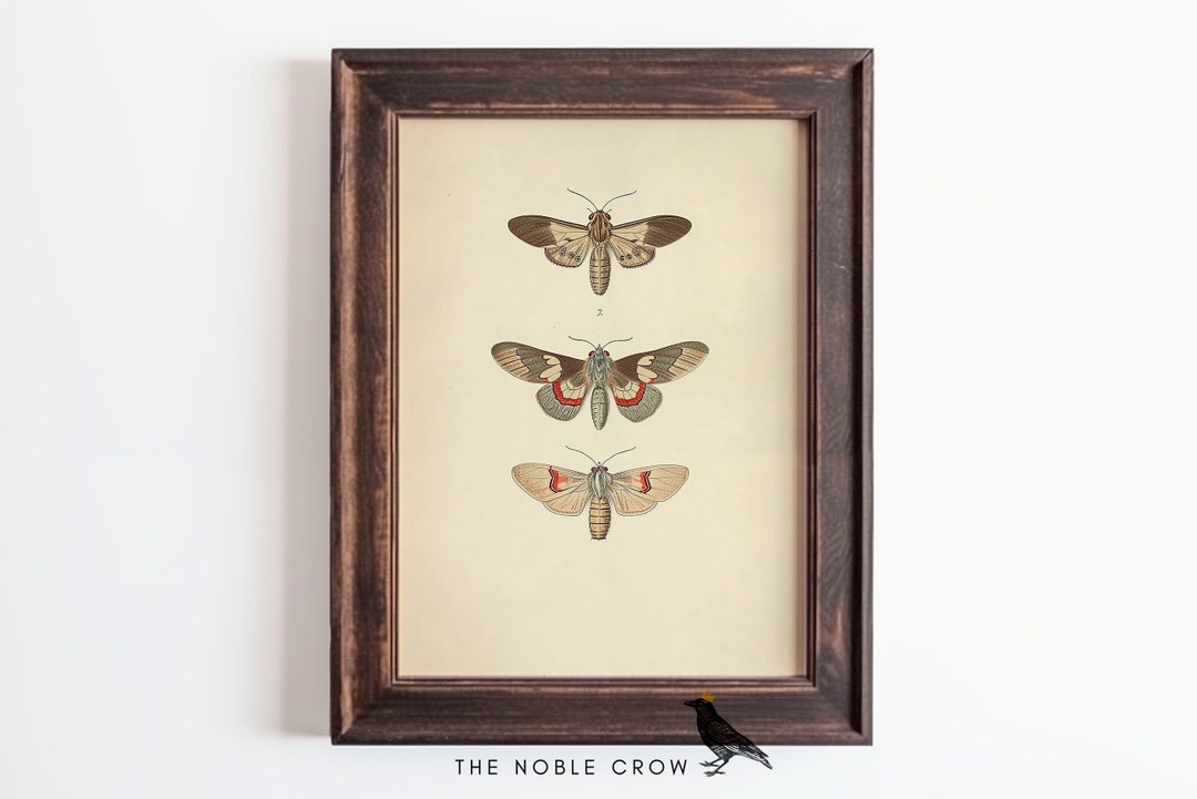 Dark Moody Moth Study Art Print | Dark Academia Wall Art | Victorian ...