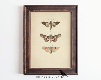 Dark Moody Moth Study Art Print | Dark Academia Wall Art | Victorian Vintage Art Prints | Printable Digital Download | Cottagecore | AR8707