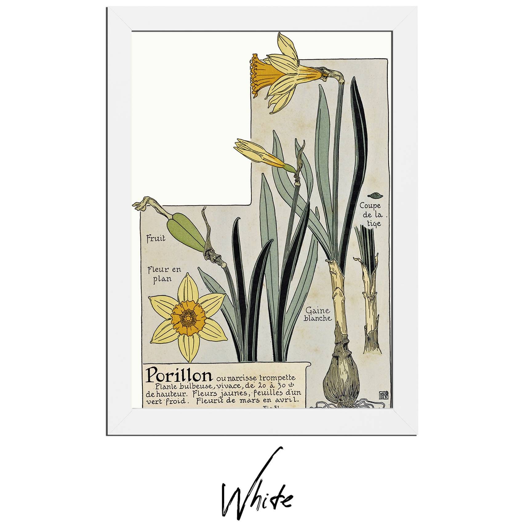 Art Nouveau Flower Yellow Narcissus Narcisse Jaune Poster - Etsy