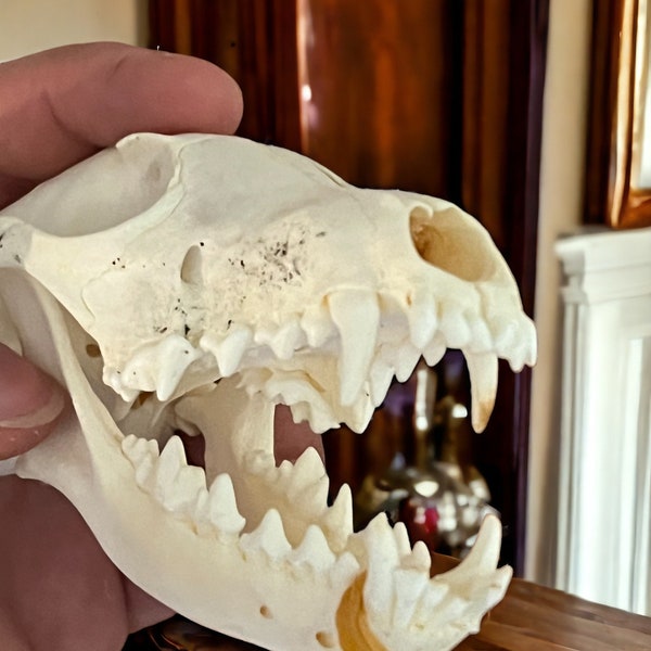 Fox - Real Taxidermy Skull, Skull Home Decor, Animal Bones For Crafts, Study Collectible Sample, Special Gifts, skeleton head, bleached