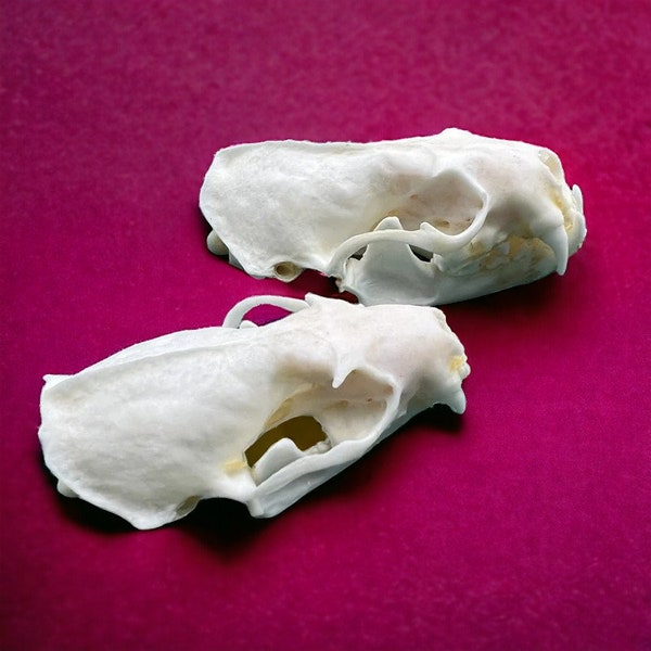 Visón - Cráneo de taxidermia real, Huesos de animales para artesanías, Decoración del hogar del cráneo, Muestra coleccionable de estudio, Regalos especiales, cabeza de esqueleto, blanqueado