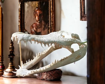 Alligator – echter Taxidermy-Schädel, Heimdekoration, Studien-Sammelstück, besondere Geschenke, Tierknochen zum Basteln, Skelettkopf, gebleicht