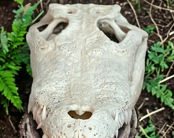 Alligator - Real Taxidermy Skull, Animal Bones For Crafts, Home Decor, Study Collectible Sample, Special Gifts, skeleton head, bleached