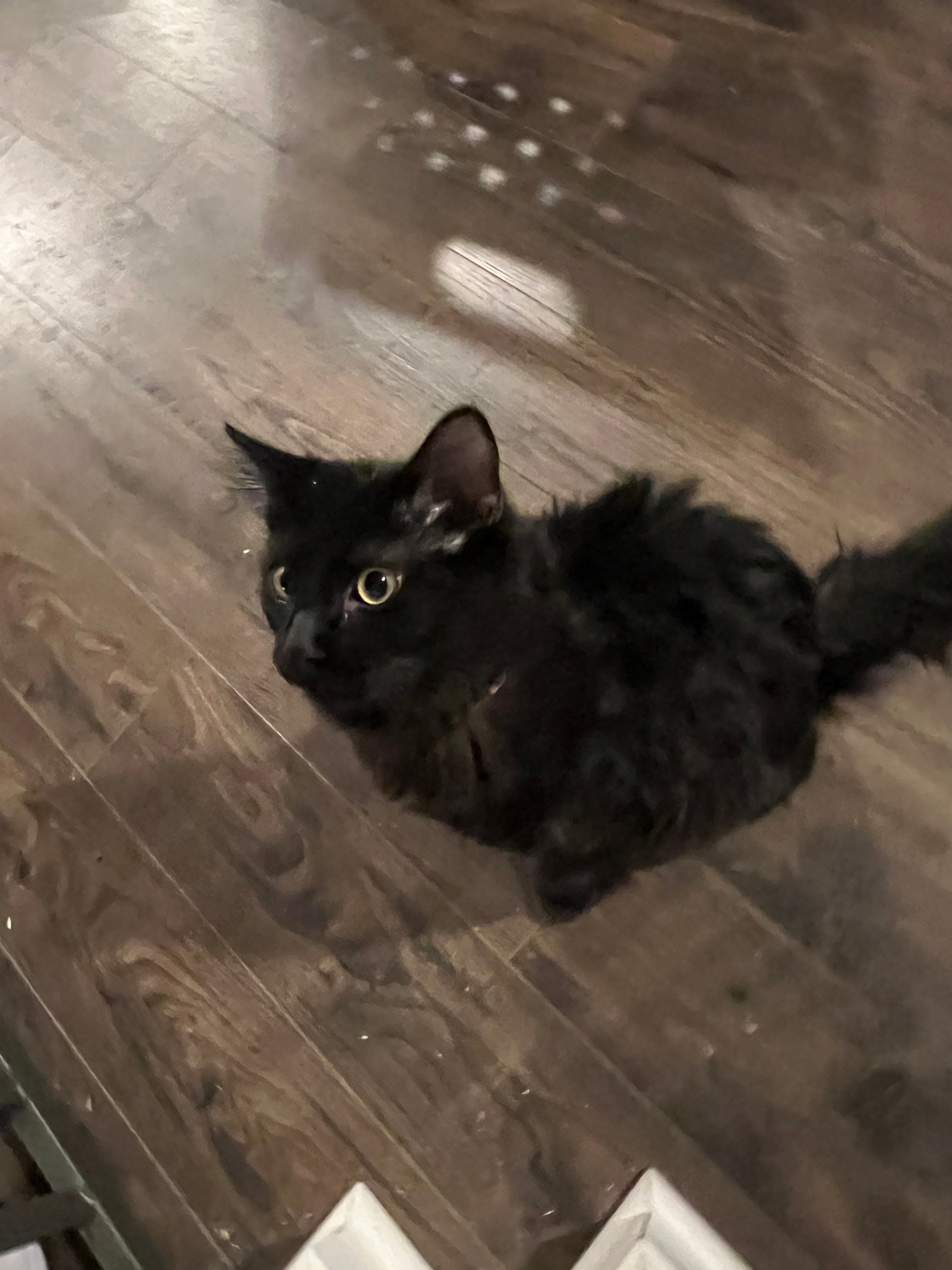 Black Cat Hair - Etsy Black Cat Hair - Etsy