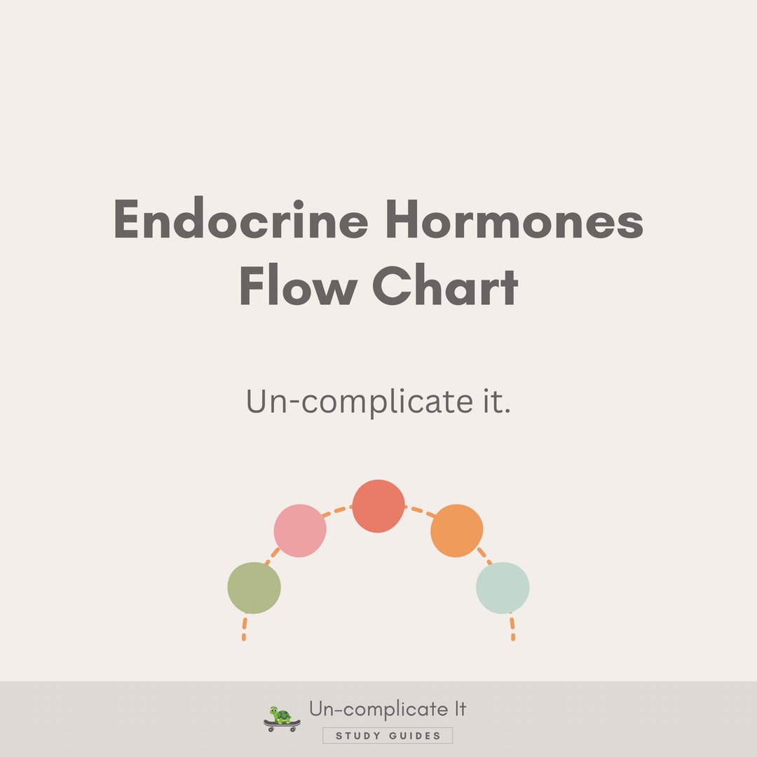 Endocrine Hormones Flow Chart Practice Sheet - Etsy