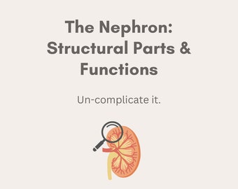La nefrona: partes estructurales y funciones