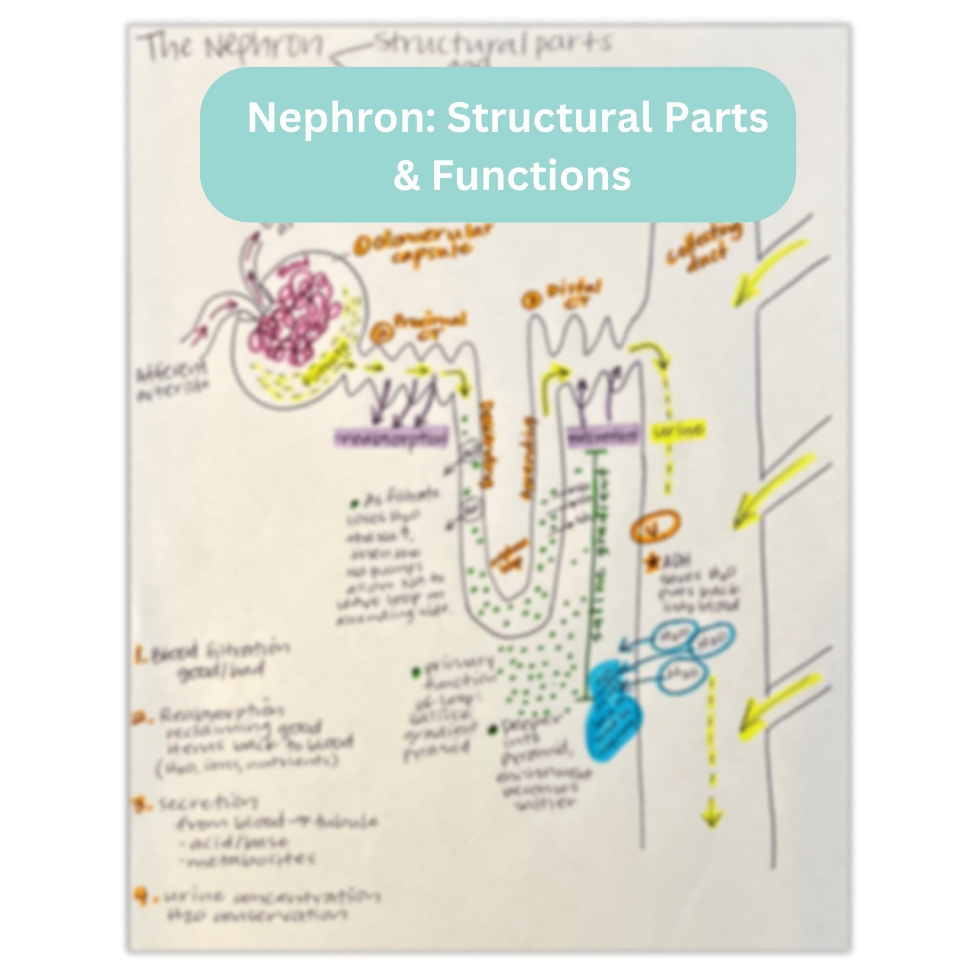 Nephron Parts And Functions