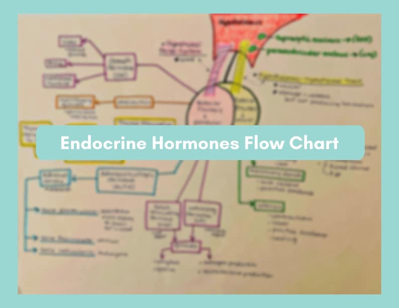 Endocrine Hormones Flow Chart - Etsy