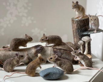 Needle felted wild  mouse mice life size realistic birthday gift