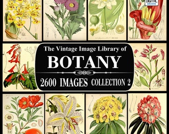 2600 BOTANIKBILDER, Vintage, Pflanzen-, Blumenillustrationen, Kunst, Botanische, Ephemera, Scrapbooking, Junk Journal, JPG, Sammlung 2 - Download