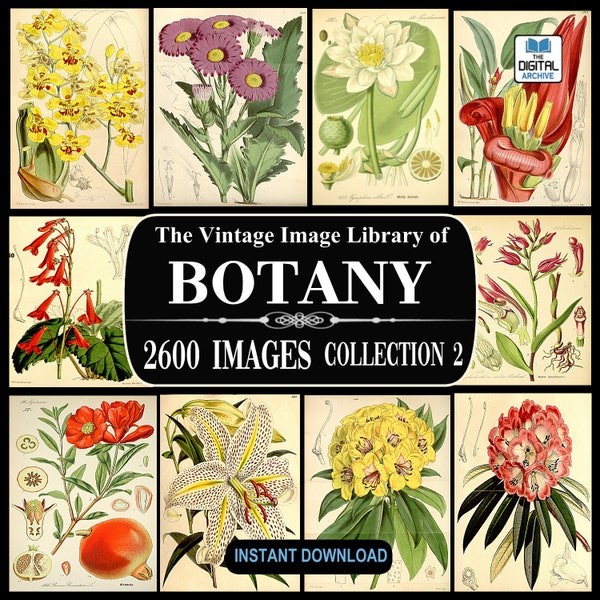 2600 BOTANY IMAGES, Vintage, Plant, Flower illustrations, Art, Botanical, Ephemera, Scrapbooking, Junk Journal, JPG, Collection 2 - Download