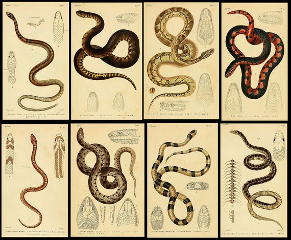 SNAKES, CROCODILES and LIZARDS　洋書　写真集 Snake vs Crocodile in 1909 Illustration. Art Prints, Posters