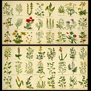 Puede incluir: Una ilustraci&oacute;n bot&aacute;nica vintage que presenta 48 plantas diferentes, con sus nombres enumerados debajo de cada imagen. Las plantas se representan de forma realista con dibujos detallados de sus hojas, flores y tallos. La ilustraci&oacute;n est&aacute; impresa sobre un fondo de color crema.