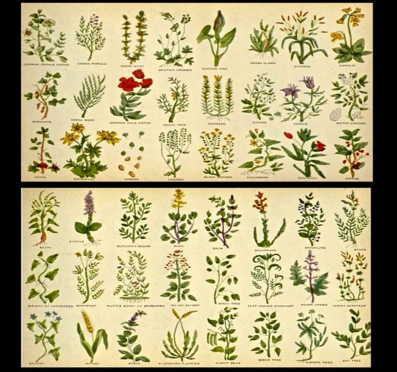 Puede incluir: Una ilustraci&oacute;n bot&aacute;nica vintage que presenta 48 plantas diferentes, con sus nombres enumerados debajo de cada imagen. Las plantas se representan de forma realista con dibujos detallados de sus hojas, flores y tallos. La ilustraci&oacute;n est&aacute; impresa sobre un fondo de color crema.
