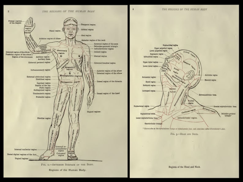 25 OLD MEDICAL BOOKS Rare Illustrated Reference Works & Etsy