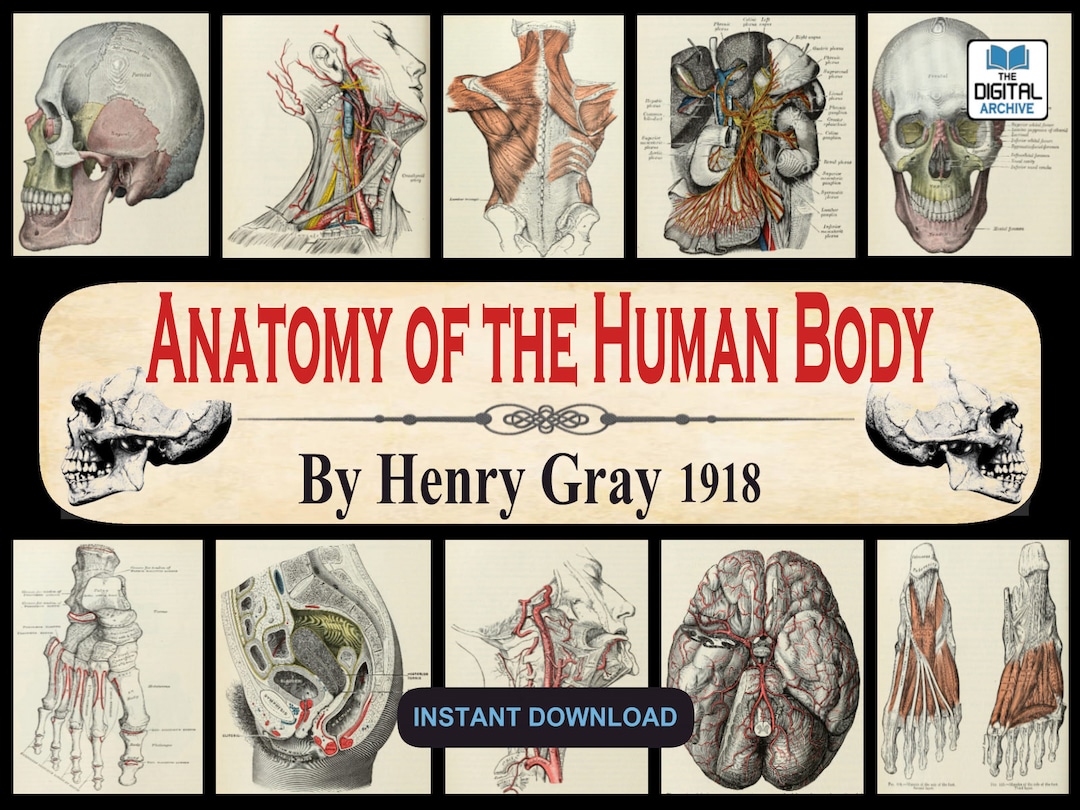Anatomy of the Human Body by Henry Gray 1918 - Medical Practitioner