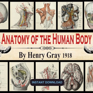 Anatomy of the Human Body by Henry Gray 1918 - Medical Practitioner, Students, Surgeon, Surgical Textbook, Grays Anatomy - PDF DOWNLOAD