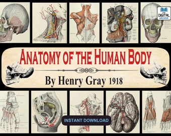 Anatomy of the Human Body by Henry Gray 1918 - Medical Practitioner, Students, Surgeon, Surgical Textbook, Grays Anatomy - PDF DOWNLOAD