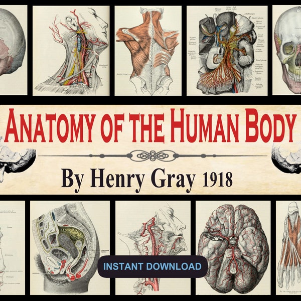 Anatomie des menschlichen Körpers von Henry Gray 1918 - Arzt, Studenten, Chirurg, Chirurgisches Lehrbuch, Grays Anatomy - PDF DOWNLOAD